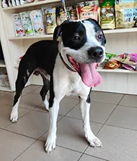 Znaleziono psa, Siedlce, 28 sierpnia 2025