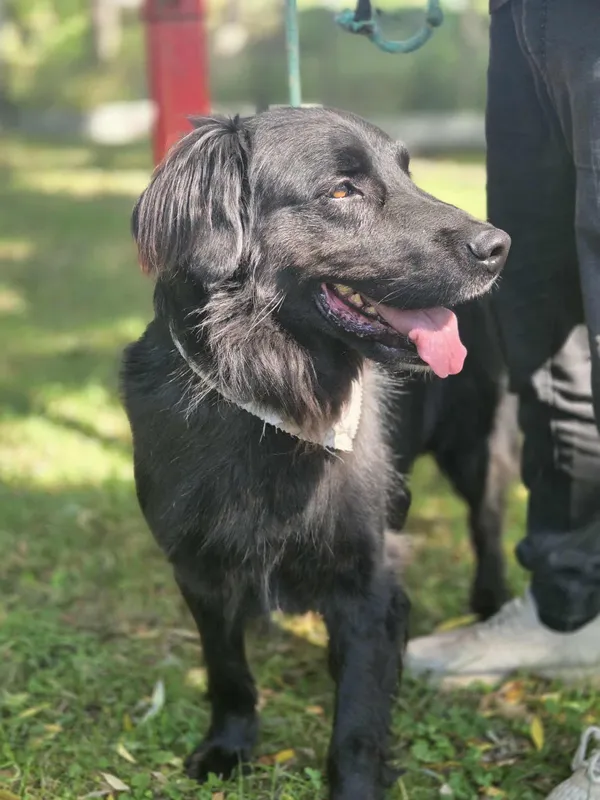 Pies do adopcji, Jelenia Góra, 10 lipca 2025 (2/5)