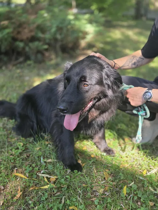 Pies do adopcji, Jelenia Góra, 10 lipca 2025 (3/5)