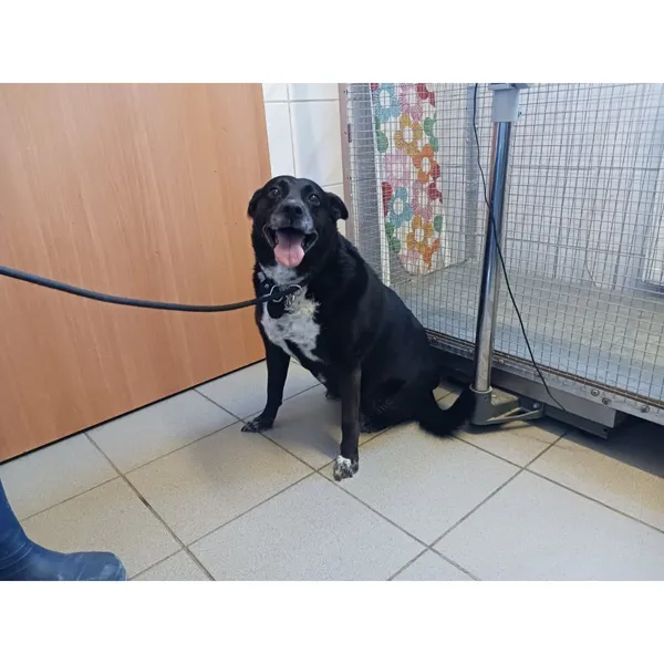 Znaleziono psa, Białystok, 12 sierpnia 2025