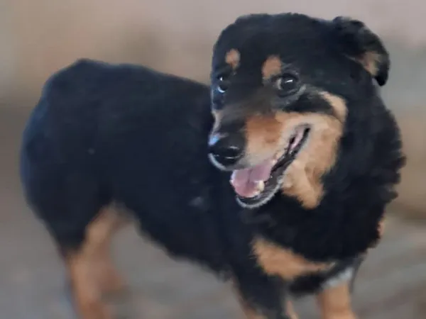 Pies do adopcji, Tatary, 12 marca 2020 (2/3)