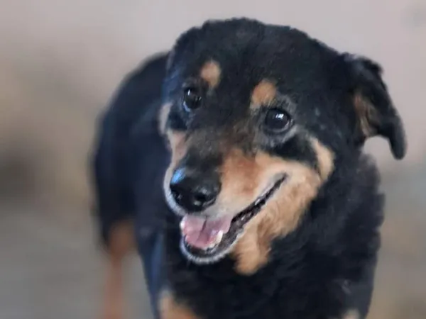 Pies do adopcji, Tatary, 12 marca 2020 (3/3)