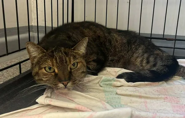 Znaleziono kota, Toruń, 30 sierpnia 2025