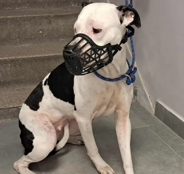 Znaleziono psa, Toruń, 28 sierpnia 2025