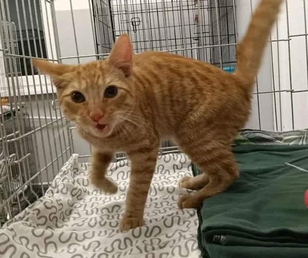 Znaleziono kota, Toruń, 28 sierpnia 2025