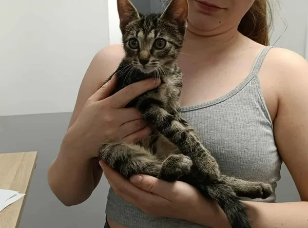 Znaleziono kota, Toruń, 28 sierpnia 2025