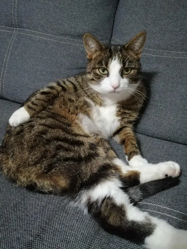 Zaginął kot, Mikołów, Borowa Wieś, 3 września 2025