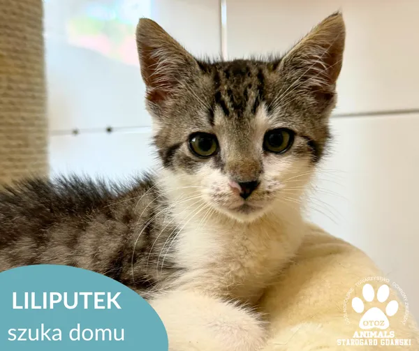 Kot do adopcji, Starogard Gdański, 2 września 2025