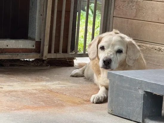 Pies do adopcji, Kraków, 19 sierpnia 2025