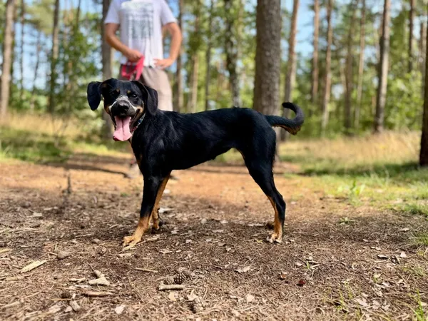 Pies do adopcji, Piła, 7 lipca 2025 (1/5)