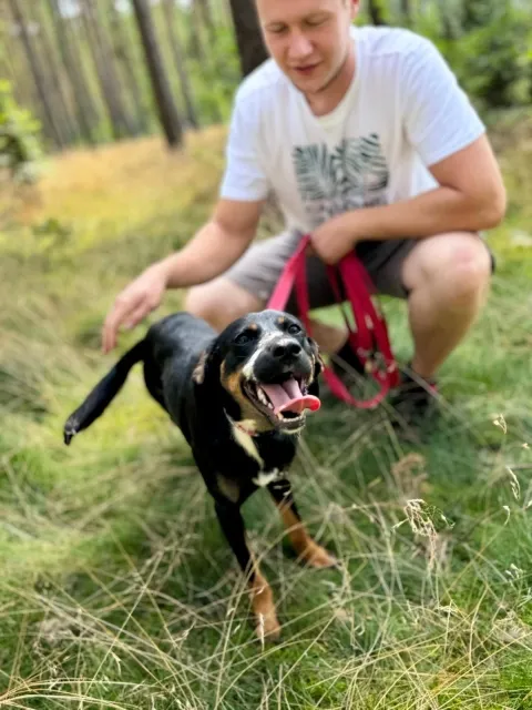 Pies do adopcji, Piła, 7 lipca 2025 (3/5)