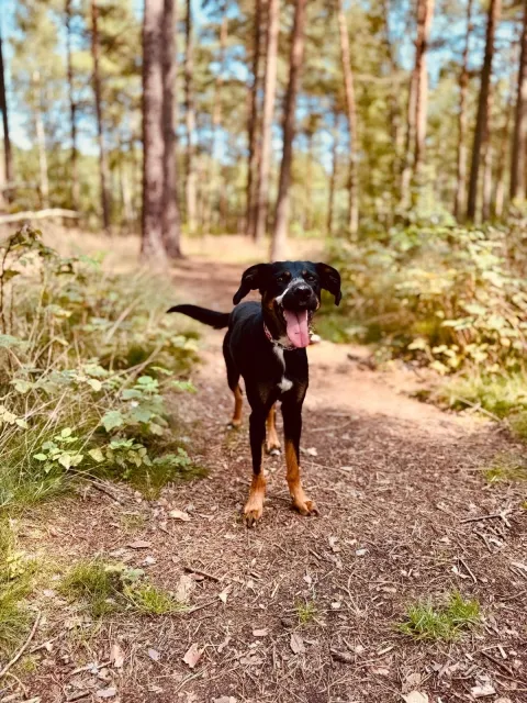 Pies do adopcji, Piła, 7 lipca 2025 (4/5)