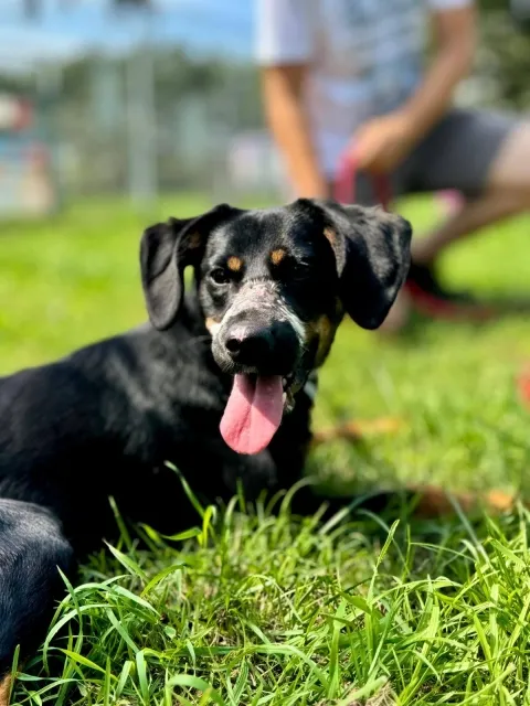 Pies do adopcji, Piła, 7 lipca 2025 (5/5)