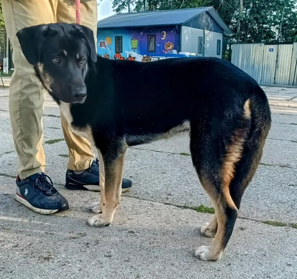 Znaleziono psa, Pieckowo, 2 września 2025 (3/3)