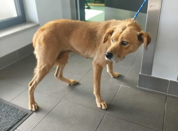 Znaleziono psa, Bydgoszcz, 27 sierpnia 2025