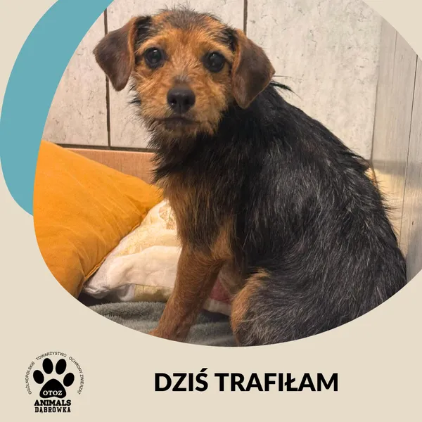 Znaleziono psa, Dąbrówka, 30 sierpnia 2025