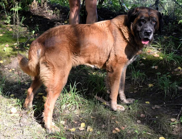 Znaleziono psa, Pieckowo, 29 sierpnia 2025 (1/5)