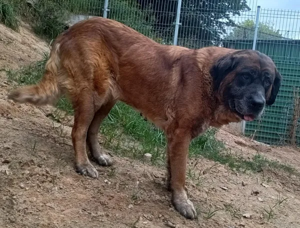 Znaleziono psa, Pieckowo, 29 sierpnia 2025 (5/5)