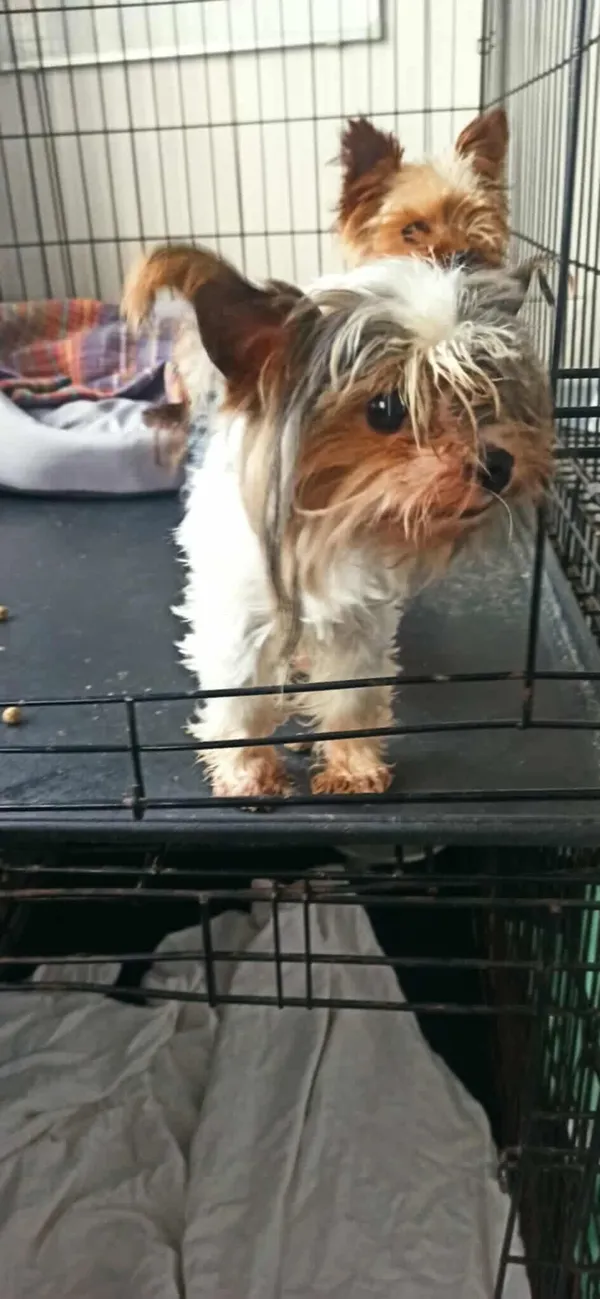 Znaleziono psa, Sosnowiec, 27 sierpnia 2025