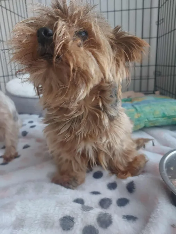 Znaleziono psa, Sosnowiec, 27 sierpnia 2025