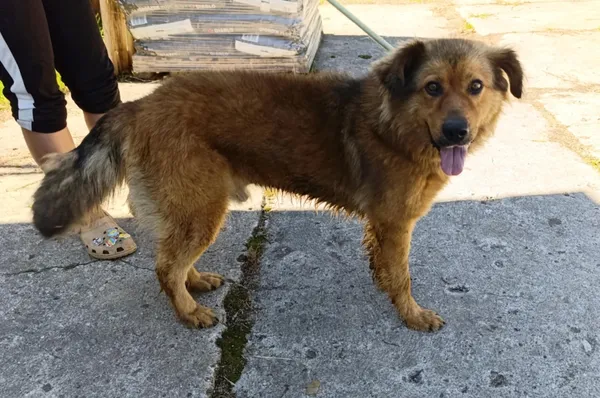 Znaleziono psa, Pieckowo, 28 sierpnia 2025 (2/2)