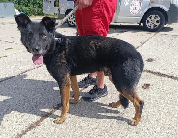 Znaleziono psa, Pieckowo, 28 sierpnia 2025 (2/2)