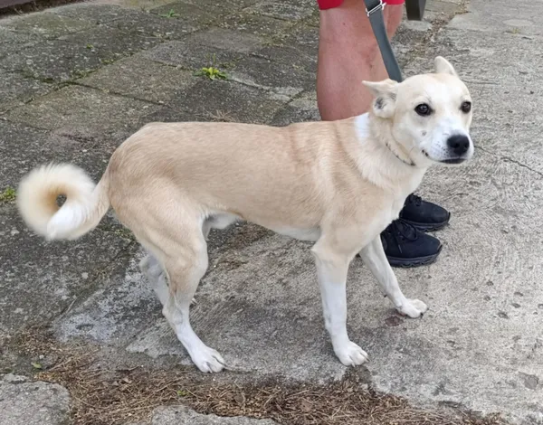 Znaleziono psa, Pieckowo, 28 sierpnia 2025 (1/2)