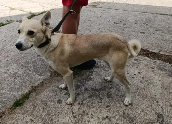 Znaleziono psa, Pieckowo, 28 sierpnia 2025 (2/2)