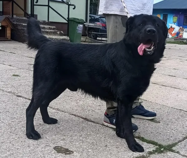 Znaleziono psa, Pieckowo, 28 sierpnia 2025 (2/3)