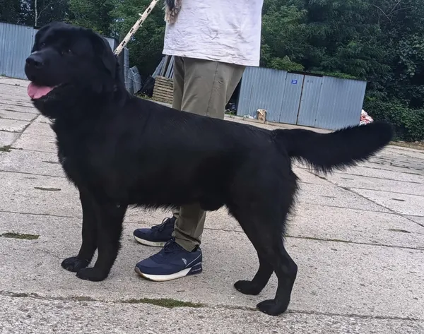 Znaleziono psa, Pieckowo, 28 sierpnia 2025 (3/3)