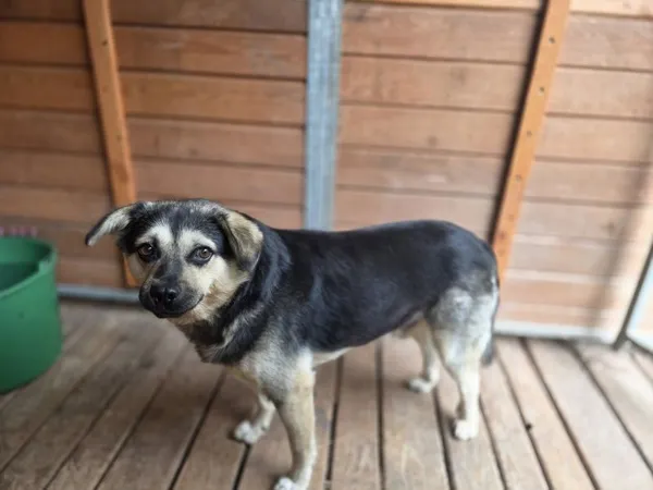 Pies do adopcji, Radom, 24 lipca 2025