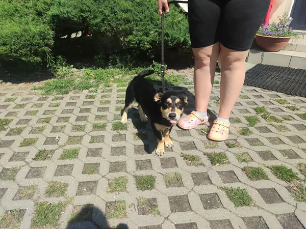 Pies do adopcji, Radom, 23 lipca 2025