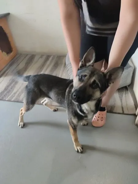 Pies do adopcji, Radom, 14 lipca 2025