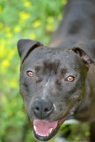 Pies do adopcji, Radom, 13 lipca 2025