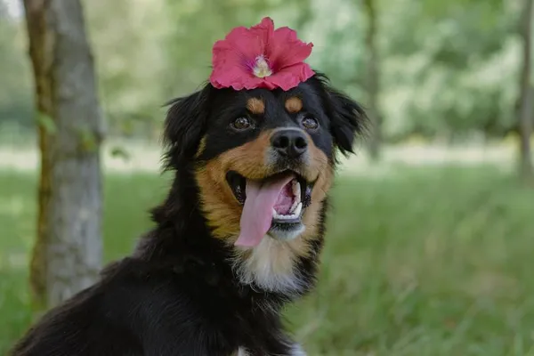 Pies do adopcji, Radom, 1 lipca 2025