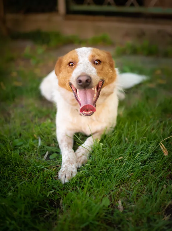 Oddam psa, Skierniewice, 3 września 2025 (2/5)