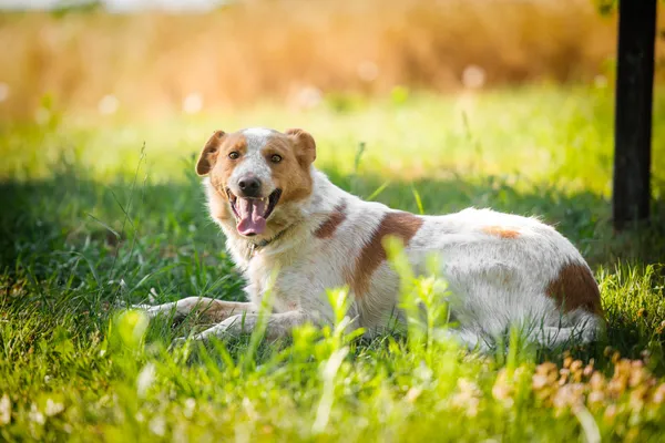 Oddam psa, Skierniewice, 3 września 2025 (4/5)