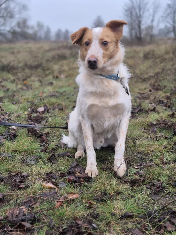 Oddam psa, Skierniewice, 3 września 2025 (5/5)