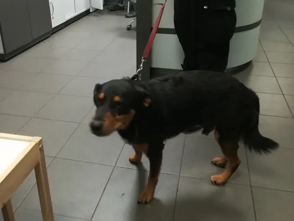 Znaleziono psa, Bydgoszcz, 1 września 2025