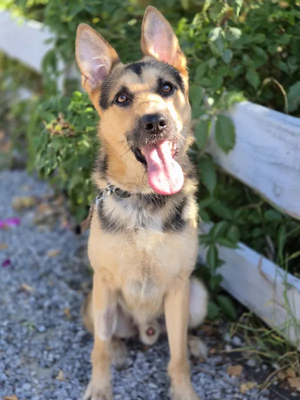 Oddam psa, Skierniewice, 3 września 2025 (1/3)