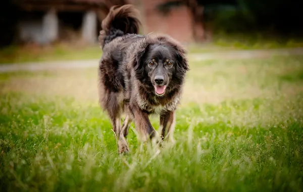 Oddam psa, Łowicz, Korabka, 3 września 2025 (3/5)