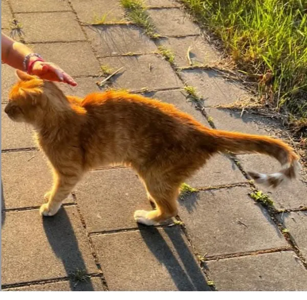 Zaginął kot, Łódź, 2 września 2025