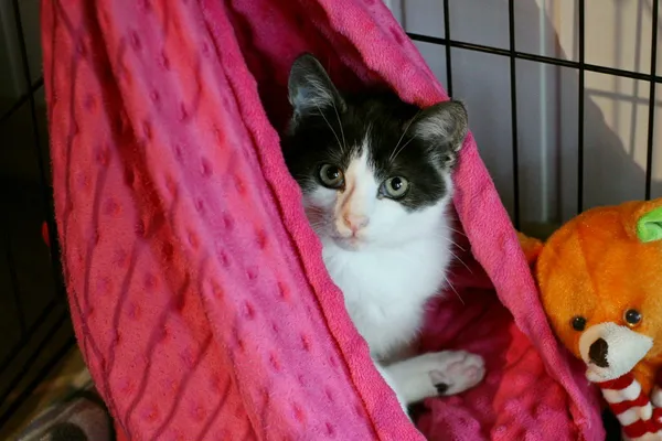 Kot do adopcji, Wałbrzych, 18 sierpnia 2025