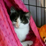 Kot do adopcji