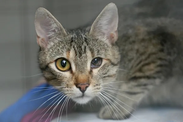 Kot do adopcji, Wałbrzych, 1 lipca 2025