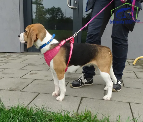 Znaleziono psa, Szczecin, 3 września 2025 (1/2)