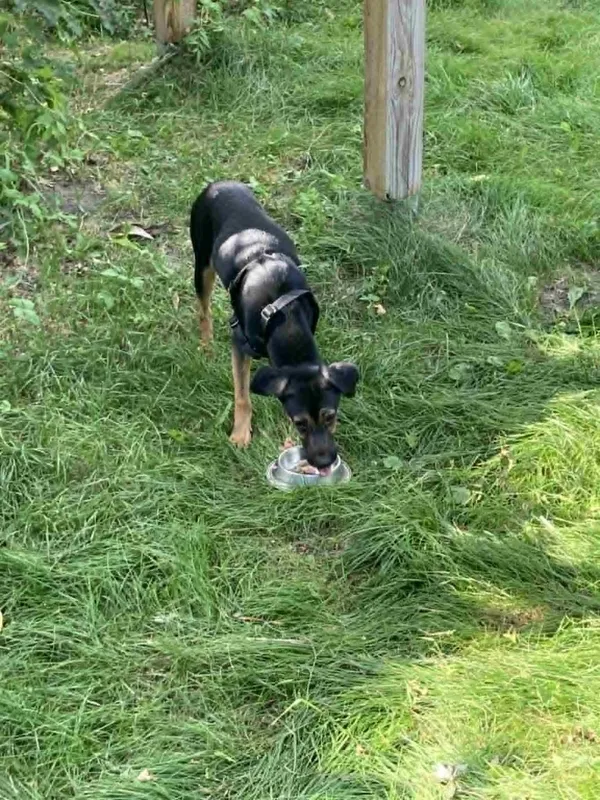 Znaleziono psa, Łódź, 2 września 2025