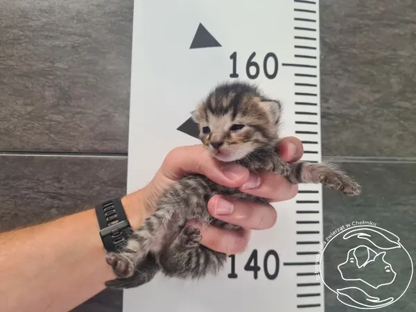 Znaleziono kota, Chełmek, 3 września 2025