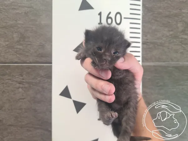 Znaleziono kota, Chełmek, 3 września 2025