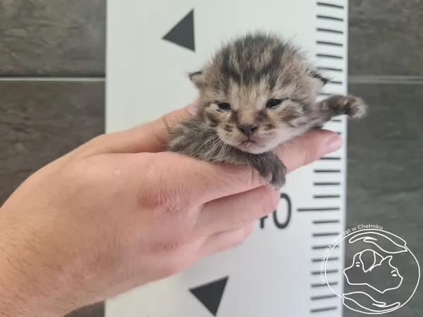 Znaleziono kota, Chełmek, 3 września 2025